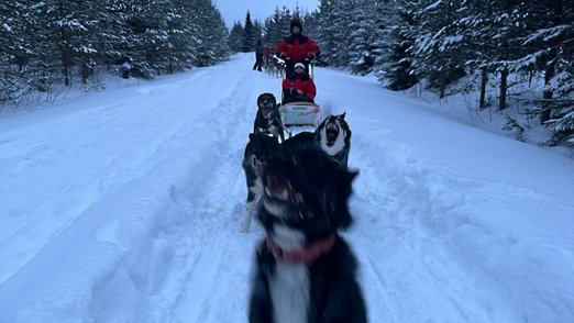 Hundeschlitten, der durch eine winterliche Landschaft fährt.
